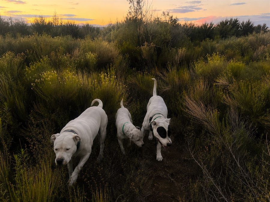 Coffe, Ruki y Cappu, los tres perros que dieron origen a 33 DogCat, caminando por el monte mendocino al atardecer